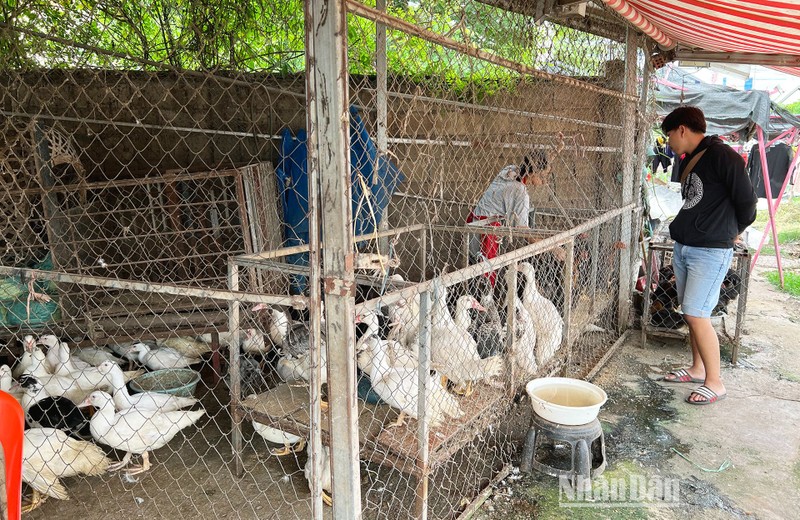 Năm 2022, các hộ nông dân Lào bị ảnh hưởng nặng nề bởi giá thức ăn chăn nuôi tăng mạnh. 