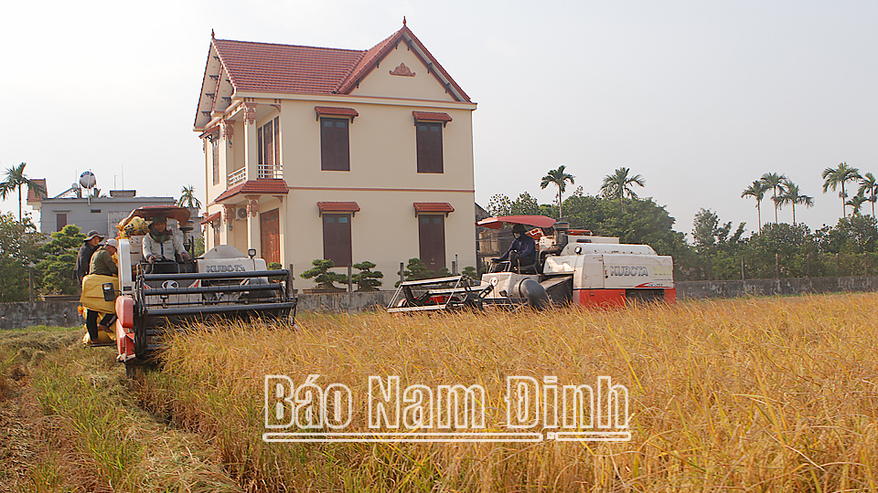 Cơ giới hóa khâu thu hoạch lúa chất lượng cao tại xã Hải Quang (Hải Hậu).
