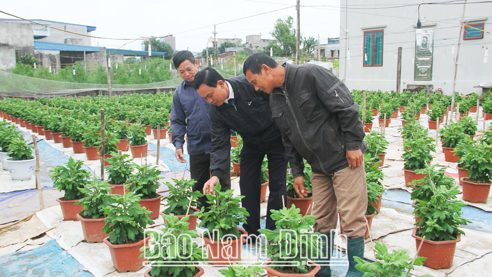 Nông dân xã Tân Thành (Vụ Bản) chuẩn bị hoa cúc phục vụ Tết Nguyên đán Quý Mão 2023.