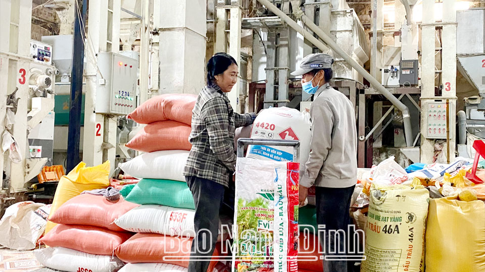 Chế biến sản phẩm OCOP gạo nếp thơm Giáo Lạc tại cơ sở của ông Bùi Xuân Hinh, xã Nghĩa Tân.