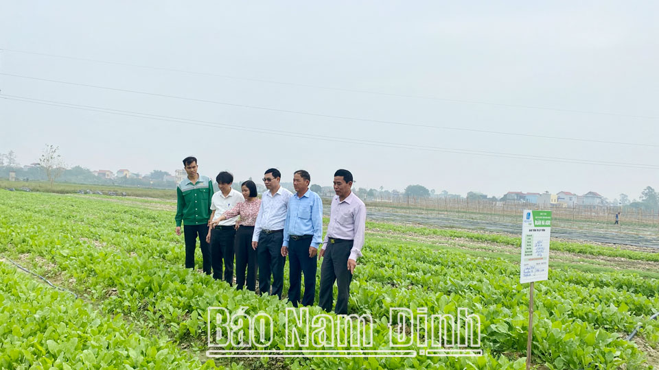 Mô hình trồng rau công nghệ cao của Công ty Cổ phần Đầu tư và Phát triển nông nghiệp Ngân Hà Agri tại xã Trung Thành (Vụ Bản).