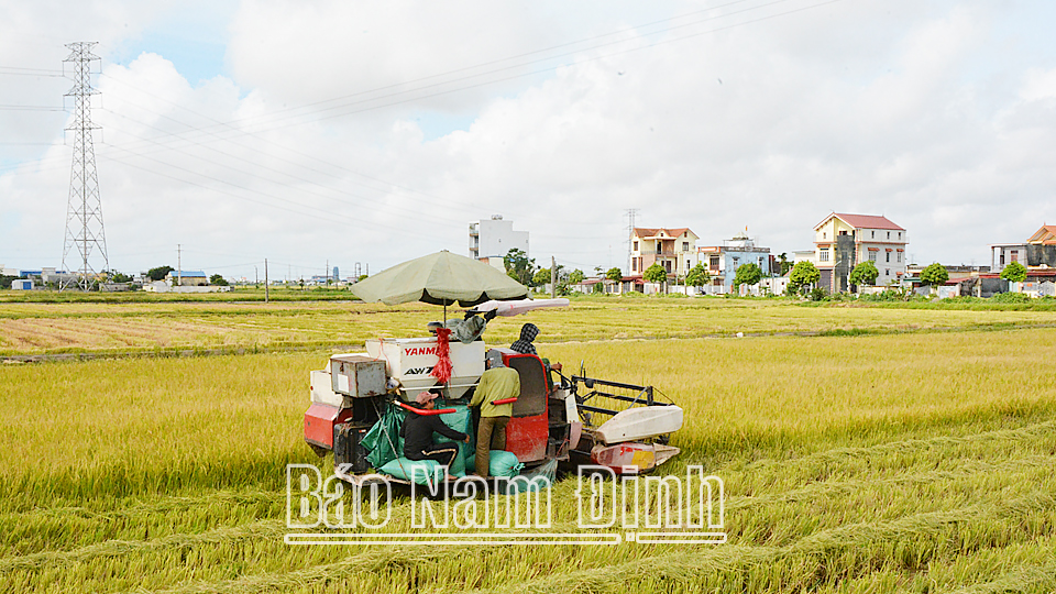 Nông dân xã Xuân Kiên (Xuân Trường) thu hoạch lúa mùa.