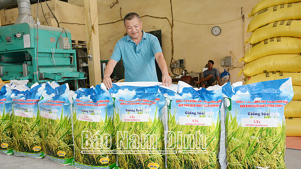 Sản phẩm lúa giống của Công ty Cổ phần Giống cây trồng Nam Định.