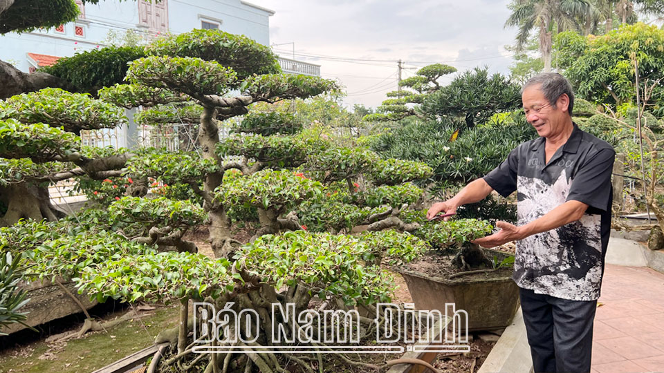 Mô hình trồng cây cảnh của cựu chiến binh Vũ Viết Hoa, thôn Vị Khê, xã Điền Xá cho thu nhập cao.
