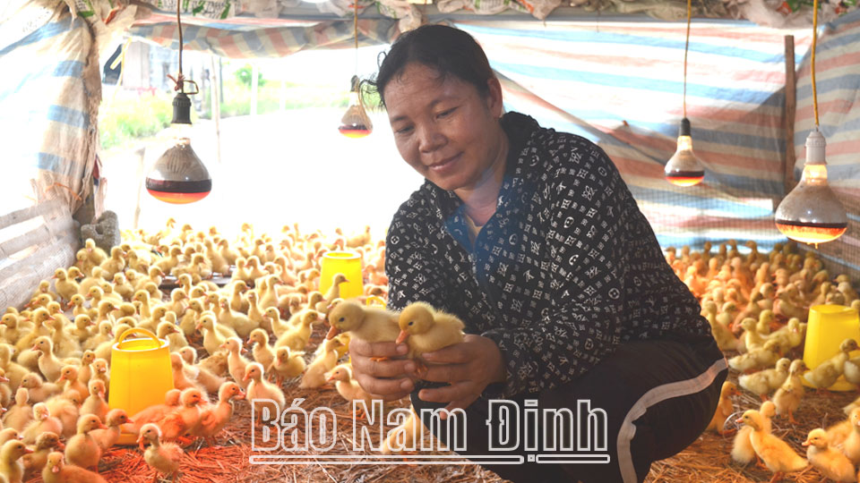 Được tiếp cận với Ngân hàng Chính sách xã hội tỉnh, chị Doãn Thị Hoa ở xóm Sơn Hải, xã Giao Hà (Giao Thuỷ) đã vay được vốn với lãi suất ưu đãi để đầu tư chăn nuôi vịt.
