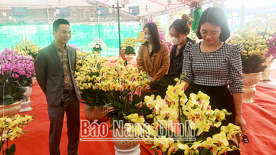 Người dân chọn mua lan Hồ điệp tại khu vực trước Khách sạn Nam Cường (thành phố Nam Định).
