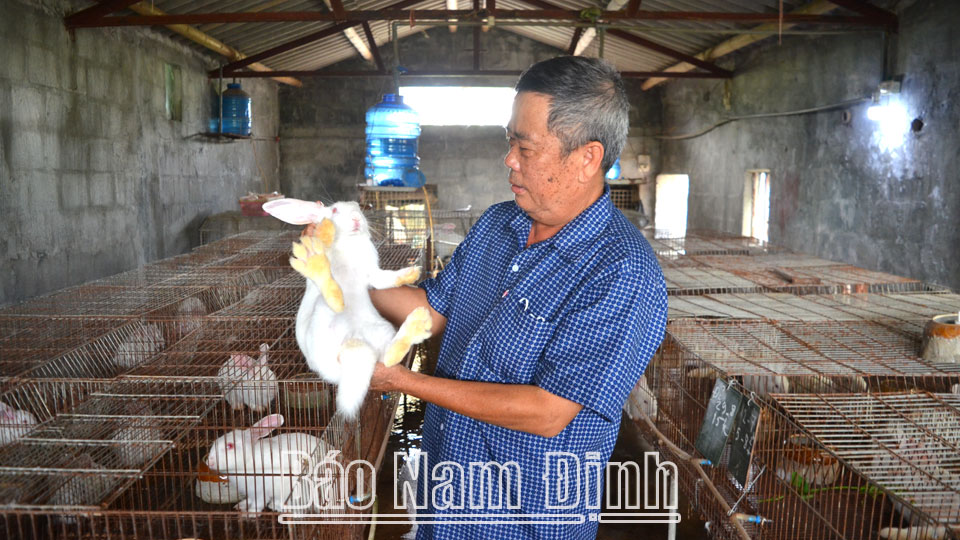 Nguồn vốn tín dụng chính sách giúp hộ ông Phùng Văn Dũng, xóm Sơn Thuỷ Đông, xã Giao Hà khôi phục nghề nuôi thỏ, phát triển kinh tế gia đình, tạo việc làm và thu nhập cho gia đình.