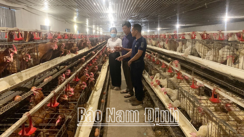 Trang trại của ông Nguyễn Văn Năng, xã Trực Hùng (Trực Ninh) thu về trên dưới 10 nghìn quả trứng/ngày mang lại hiệu quả kinh tế cao.