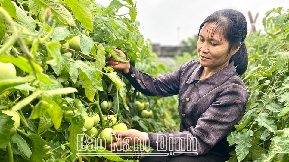 Nông dân xóm Hậu Điền, xã Nghĩa Thành (Nghĩa Hưng) chăm sóc cây cà chua vụ đông.