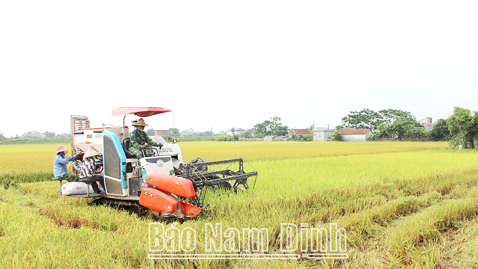 Cơ giới hóa khâu thu hoạch lúa tại xã Trực Hùng.
Bài và ảnh: Việt Thắng 