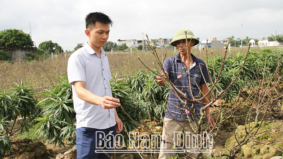 Ông Nguyễn Ngọc Dũng, xóm 7, xã Tân Thành (Vụ Bản) chăm sóc đào Thất Thốn chuẩn bị cung ứng cho thị trường Tết Nguyên đán Quý Mão 2023.