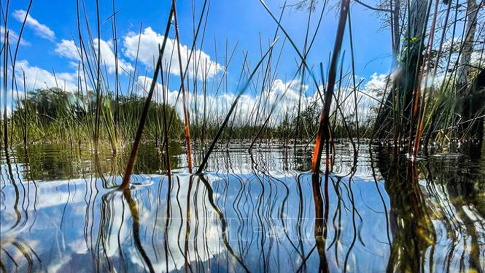 Cây thủy sinh tại công viên quốc gia Everglades ở Florida, Mỹ. 
Ảnh: AFP/TTXVN