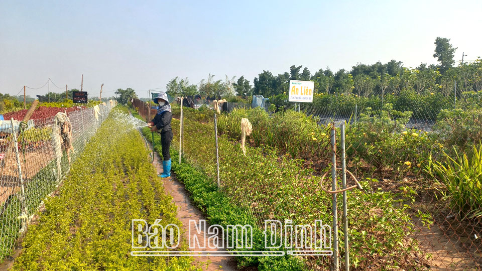 Hội viên nông dân xã Điền Xá phát triển nghề trồng hoa, cây cảnh.