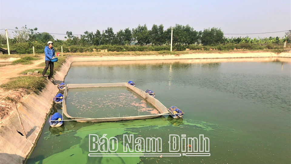 Ao nuôi cá giống của hộ anh Nguyễn Văn Vinh, tại cánh đồng Làn, thôn Nhất Giáp, xã Liên Minh.
