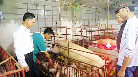 Những nông dân sản xuất, kinh doanh giỏi ở Nghĩa Phú