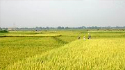 Bổ sung hơn 321 tỷ đồng bảo vệ và phát triển đất trồng lúa