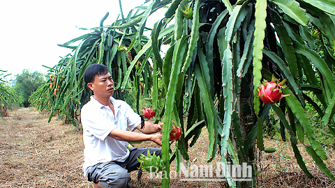 Thanh long ruột đỏ - Thêm một cây trồng làm giàu cho nông dân