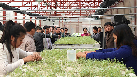 Khảo sát việc thực hiện Đề án "Xây dựng hệ thống sản xuất khoai tây sạch bệnh tỉnh Nam Định"