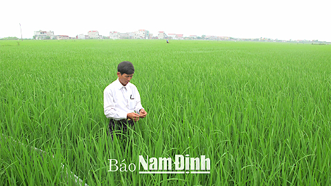 Ứng dụng khoa học công nghệ nâng cao chất lượng lúa gạo