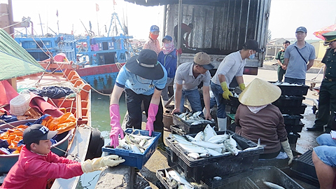 Quảng Bình: Khẩn trương hỗ trợ ngư dân, doanh nghiệp