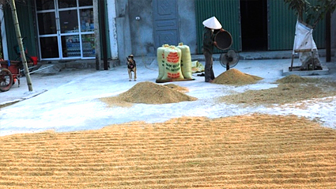 Hết quý 2-2016 xuất khẩu gạo ước đạt 1,21 triệu USD