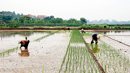 Kiểm tra tiến độ gieo cấy lúa mùa tại các huyện Vụ Bản, Ý Yên