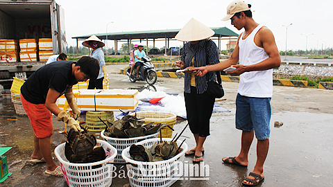 Tăng cường quản lý hoạt động thu mua hải sản