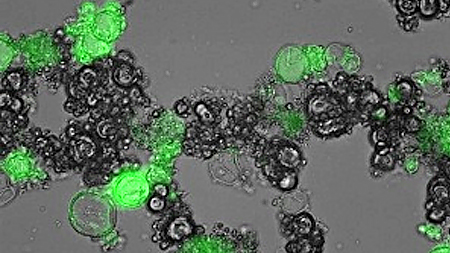 Chế tạo thành công hạt nano silicon dùng trong chữa trị ung thư