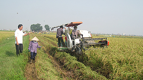 Đẩy nhanh tiến độ thu hoạch lúa mùa và gieo trồng cây vụ đông 2016