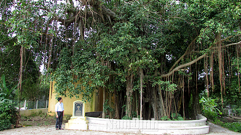 Những cây di sản ở Hải Hậu