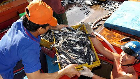 Quảng Ngãi: Ngư dân liên tiếp trúng "lộc biển" đầu năm