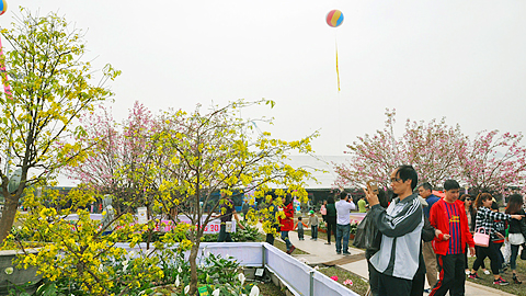 Quảng Ninh: Lễ hội hoa Anh đào - Mai vàng Yên Tử diễn ra giữa tháng 3