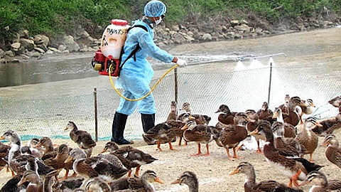 Kiểm tra công tác phòng chống dịch cúm gia cầm tại xã Trực Thuận