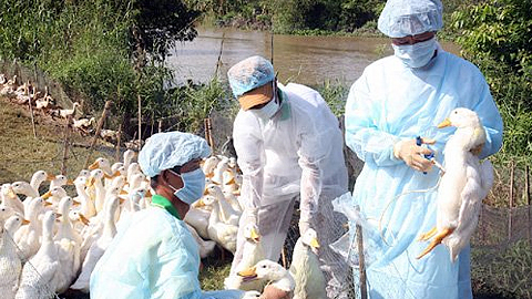 Thủ tướng yêu cầu chủ động ngăn chặn vi-rút cúm A/H7N9