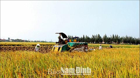 Tích tụ ruộng đất để thúc đẩy phát triển nông nghiệp hàng hóa