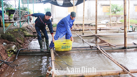 Phát triển nuôi thủy sản ở Thị trấn Rạng Đông