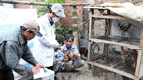 Giám sát chặt khách nhập cảnh vào Việt Nam để phòng cúm H7N9
