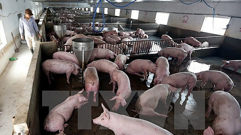 Thái Nguyên: Tháo gỡ khó khăn cho hộ chăn nuôi lợn