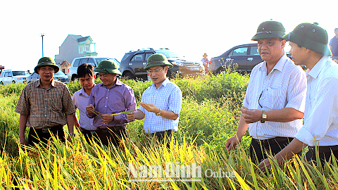Đồng chí Chủ tịch UBND tỉnh kiểm tra kết quả sản xuất lúa xuân