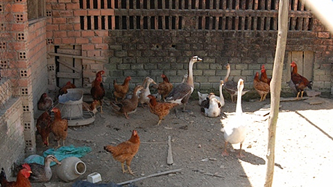 Đồng Nai: Cấp chứng nhận cơ sở chăn nuôi an toàn dịch bệnh