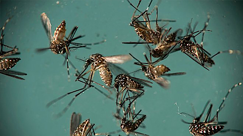 Công bố chi tiết về loại muỗi Aedes đang gây dịch sốt xuất huyết