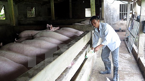 Thái Bình và Nam Định chuẩn bị cho xuất khẩu thịt lợn