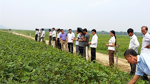 Mỹ Lộc hỗ trợ nông dân xây dựng các mô hình sản xuất, kinh doanh