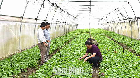 Trực Ninh phát triển sản xuất nông nghiệp hàng hóa tập trung
