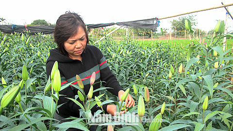 Hiệu quả ứng dụng khoa học kỹ thuật vào trồng trọt ở Thành phố Nam Định