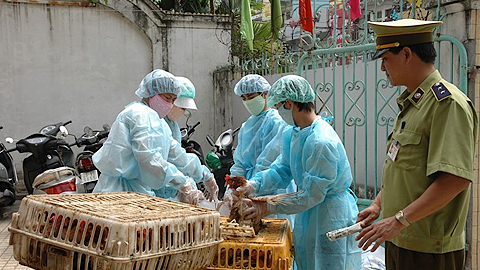 Việt Nam có nguy cơ bị xâm nhiễm vi-rút cúm gia cầm cao