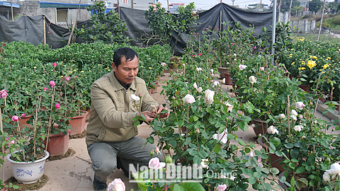 Làm giàu từ trồng hoa chậu trên đất vườn tạp ở Tân Thành