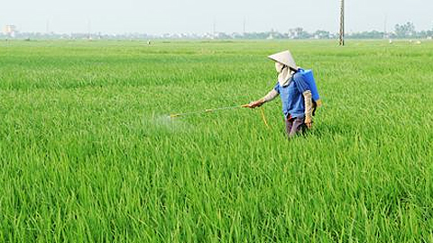 Tập trung phòng trừ bệnh đạo ôn và bệnh khô vằn hại lúa