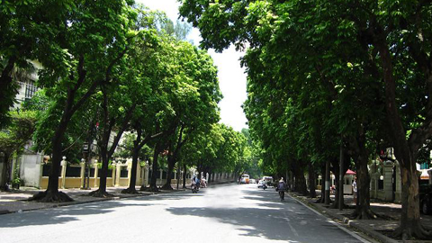 Những đường cây xanh mát