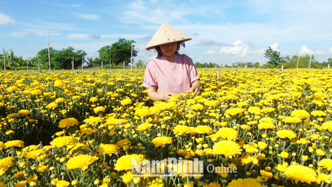 Phụ nữ Nam Định sáng tạo khởi nghiệp, tham gia xây dựng nông thôn mới